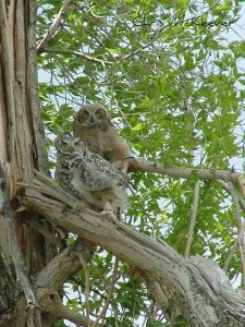 owls