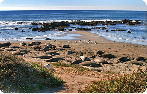 elephant seals.jpg